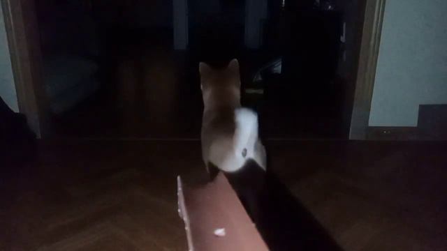 Что делает собака, пока я в магазине смотреть онлайн