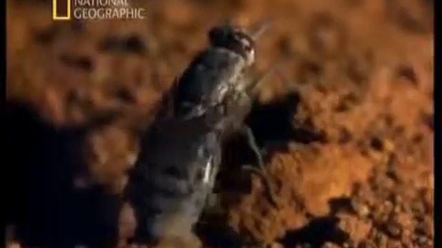 Школа Выживания в Мире Насекомых   Разнообразие Дизайна, Бесконечность Оттенков