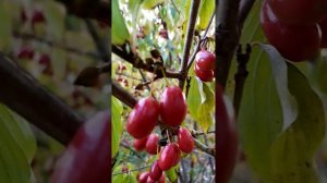 8 октября, кизил набрал бутоны. Тверская область.