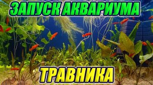 Запуск аквариума травника с шикарными растениями!