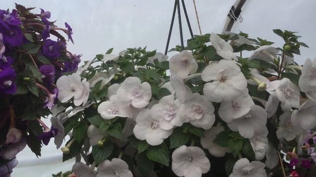 Ахименес смотреть онлайн