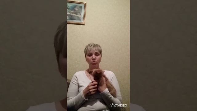 Трудности при адаптации чихуахуа в новом доме. смотреть онлайн