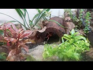 Крабариум. Оборудование: фильтрация, вентиляция, освещение. Сравнение led прожекторов.