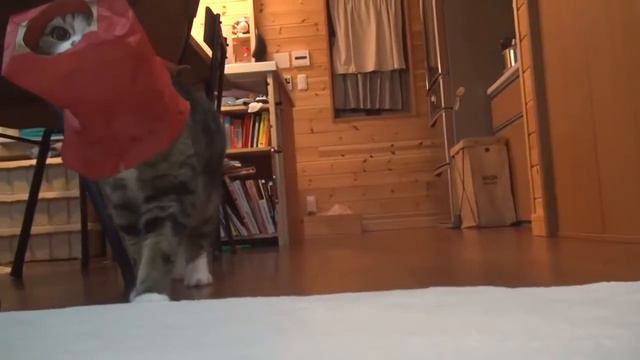 Кот Мару в красной коробке =) смотреть онлайн