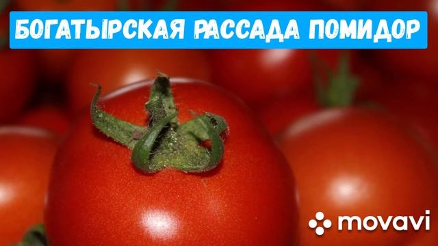 3 СПОСОБА, сделать рассаду помидор БОГАТЫРСКОЙ!!!