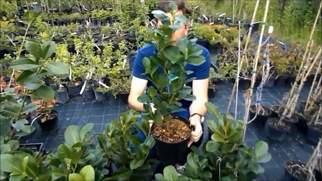 Prunus laurocerasus 'Etna' - Babérmeggy смотреть онлайн