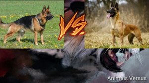 Немецкая овчарка против Малинуа. Кто же сильнее? German shepherd VS Malinois. Who is stronger?