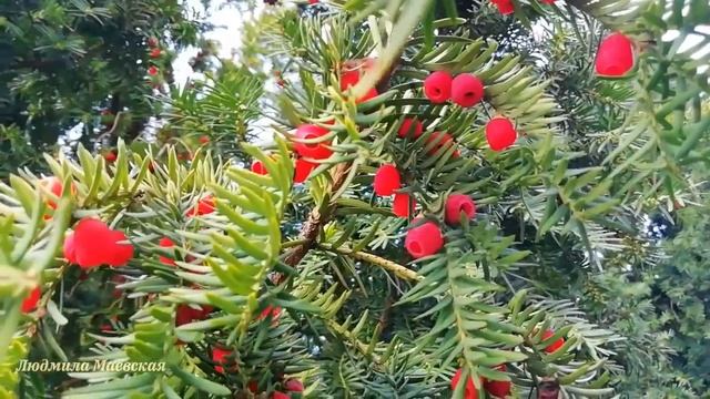 Подарки Осени зимнему Дню смотреть онлайн