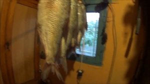 САЖАЮ ЦВЕТЫ .МОТОПРОБЕГ БАЙКЕРОВ .