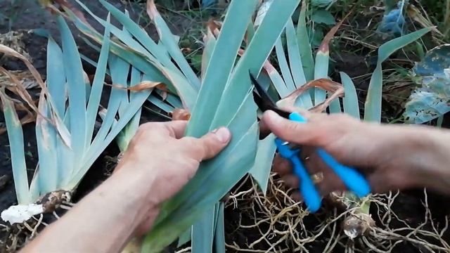 ИРИСЫ БОРОДАТЫЕ. Деление и посадка. СЕКРЕТЫ УСПЕХА. смотреть онлайн