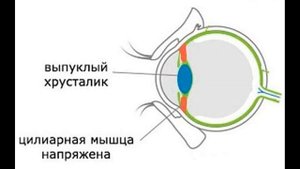 Аккомодация хрусталика