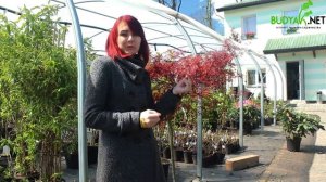 Випуск 20. Клен пальмолистий Dissectum Garnet