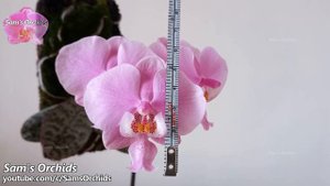 Phalaenopsis schilleriana 'Pink Butterfly' species orchid blooming
