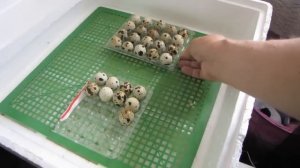 инкубация перепелов