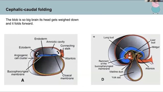 Week 3 GIT Anat and Physiology смотреть онлайн