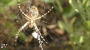 Spider Argiope lobata /Аргиопа дольчатая / נקבת עכביש כסופי מפורץ