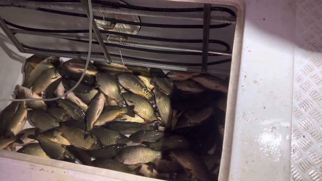 22.06 Рк Фишка Данилово, зарыбление карпом , карповая ловля, зарыбление водоема, платник смотреть онлайн