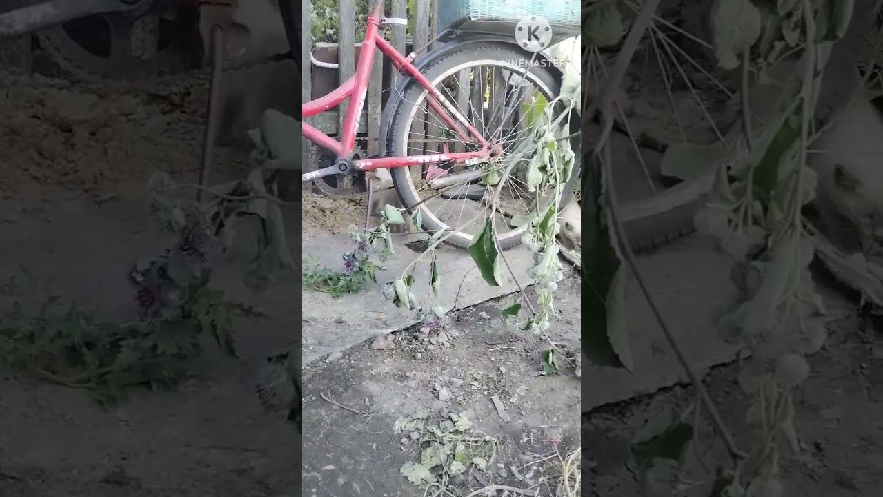 котята 18 июля #котята #shorts смотреть онлайн