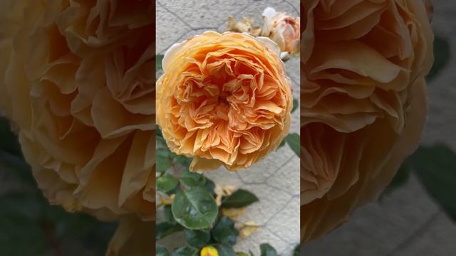 David Austin Crown Princess Margareta Rose in ground Climbing on wall #rose #davidaustinroses