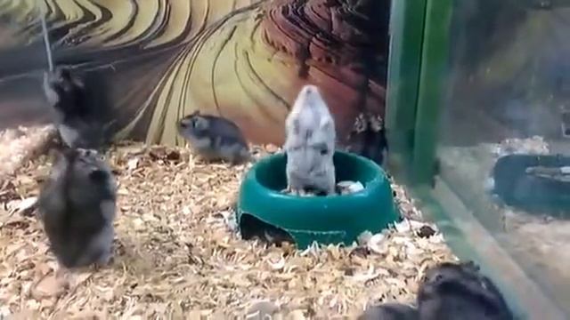 Хомяк - бедный дурак смотреть онлайн