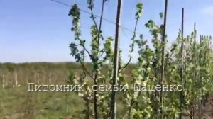 Трёхлетний сливовый карликовый сад .