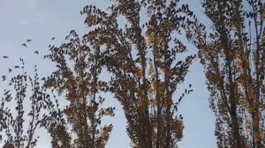 Скворцы готовятся к отлету в теплые края