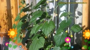 Огурец сортовой Балконный. Краткий обзор, описание характеристик, где купить саженцы Balkonnyi