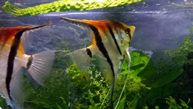 Естественная красота скалярии Манакапуру / Pterophyllum scalare Manacapuru