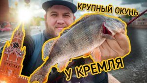 Рыбалка Пошла НЕ По Плану // Крупный ОКУНЬ Под Кремлем // Yamatoyo Aoriika Colors X4