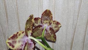 MCL149 P. Mituo Diamond ‘ Black Snake ‘ . Цветение.