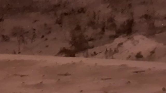 Кормлю лису зимой, так как интересно посмотреть на цвет шерсти на конечностях и ушах, который сейча смотреть онлайн