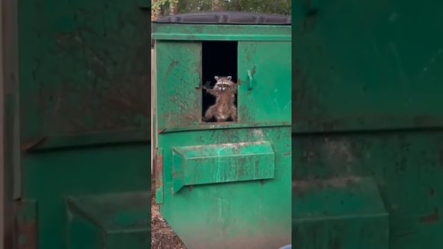 Наглый енот смотреть онлайн