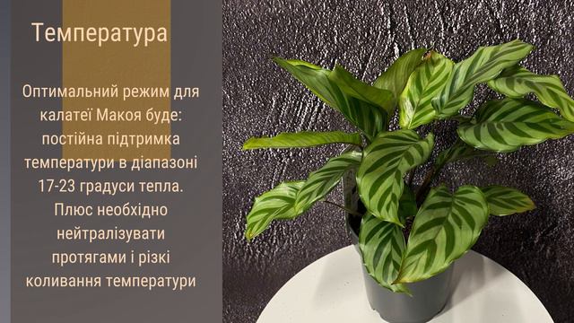 Калатея "Макоя" 🌹🪴🌺   Секрети догляду за кімнатною красунею!