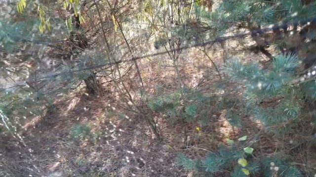 Ловля певчих птиц 2021. За чижами в лес. смотреть онлайн