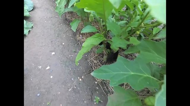 Обзор огорода! Мульчирование грядок соломой! Не рыхлю и меньше поливаю!Урожай отличный! смотреть онлайн