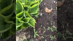 Hosta «Cold Heart» . Хоста голд харт