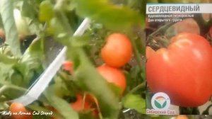 СЕРДЦЕВИДНЫЙ/НИЗКОРОСЛЫЙ/КРУПНОПЛОДНЫЙ томат для ОТКРЫТОГО грунта