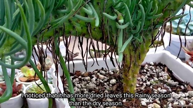 Mermaids Tail Succulent Grooming  Crested Succulent Senecio Vitalis 다육식물  多肉植物  Suculentas