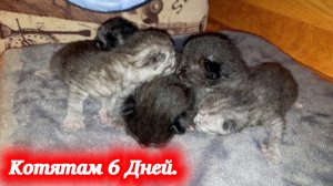 Мама кошка и её котята! Малышам котика Симбы и кошечки Багиры 6 дней.