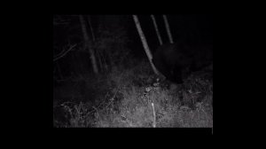 Охота на медведя осень 2021 Тепловизор в деле...