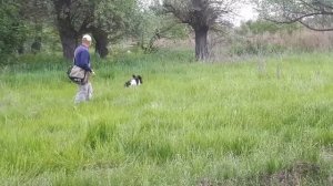 Английский Спрингер-Спаниель