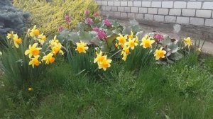 Бадан декоративное растение