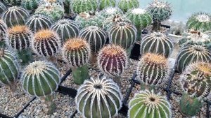 Кактусы Игоря и Елены Сытник. Discocactus, Uebelmannia, и другие