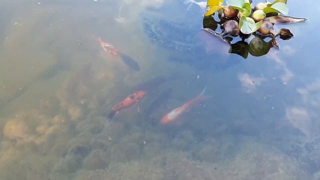 ЧИСТЫЙ ПРУД. МОЙ ОПЫТ. смотреть онлайн