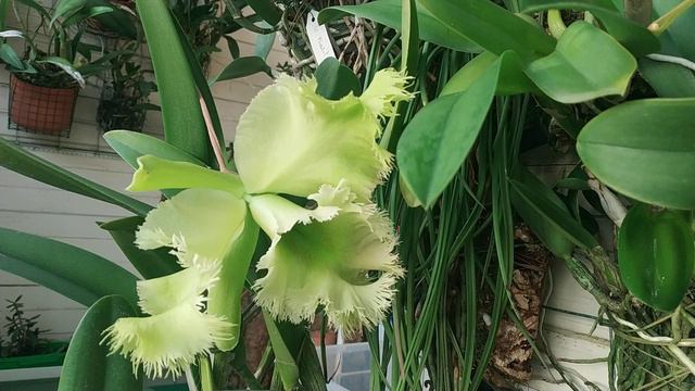 лоджия январь 2022 смотреть онлайн