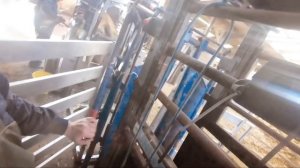 HOOF EATEN by BACTERIA!? ... fixing COWS FEET | The Hoof GP