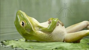 Лингам и йони