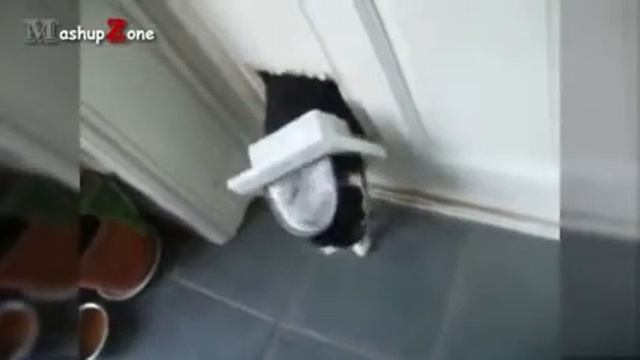 Толстые коты и кошачья дверь смотреть онлайн