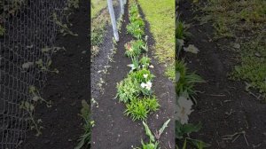 Клумба непрерывного цветения Как отметить месторасположение и цвет тюльпанов