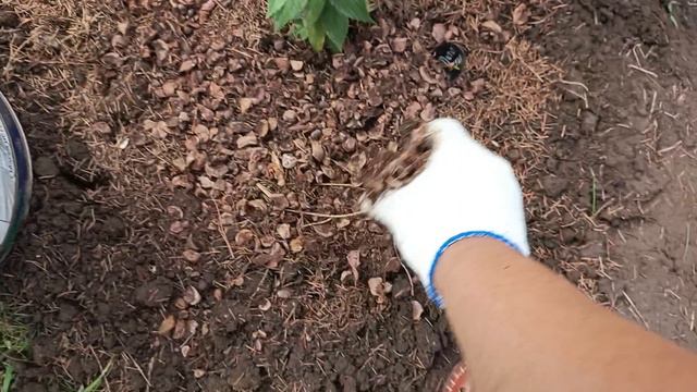 Высадила саженцы гортензий🌺 свекрови на участок.